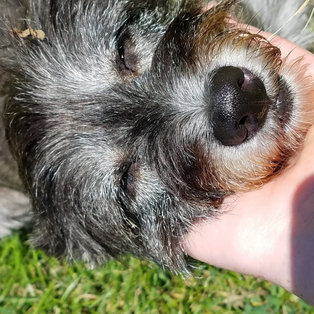 Meet your Posher, Patchy